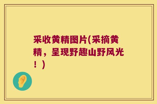 采收黄精图片(采摘黄精,呈现野趣山野风光!) 采收黄精图片(采摘黄精,呈现野趣山野风光!)