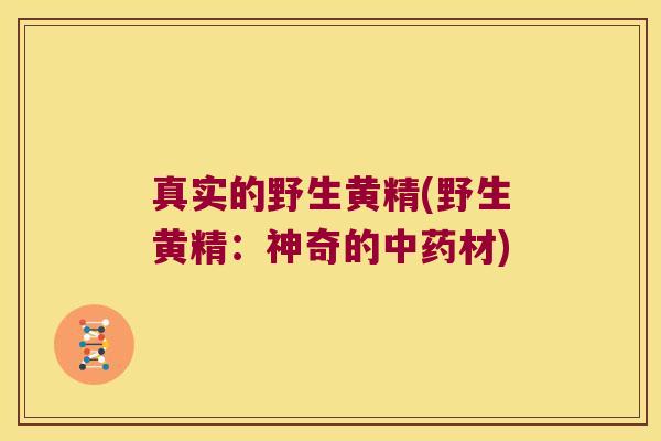 真实的野生黄精(野生黄精:神奇的材) 真实的野生黄精(野生黄精:神奇的材)
