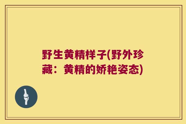 野生黄精样子(野外珍藏:黄精的娇艳姿态) 野生黄精样子(野外珍藏:黄精的娇艳姿态)