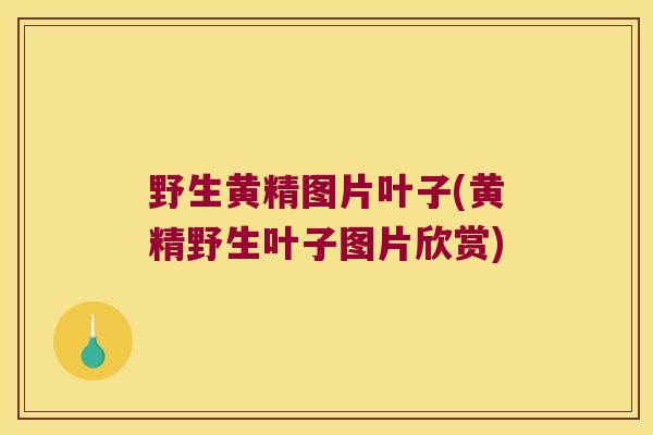 野生黄精图片叶子(黄精野生叶子图片欣赏)