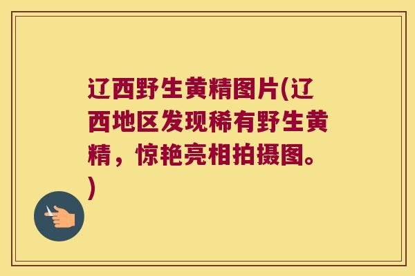 辽西野生黄精图片(辽西地区发现稀有野生黄精，惊艳亮相拍摄图。)
