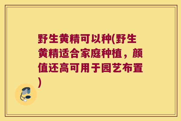 野生黄精可以种(野生黄精适合家庭种植,颜值还高可用于园艺布置) 野生黄精可以种(野生黄精适合家庭种植,颜值还高可用于园艺布置)