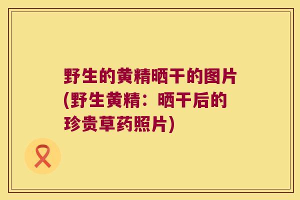 野生的黄精晒干的图片(野生黄精:晒干后的珍贵草药照片) 野生的黄精晒干的图片(野生黄精:晒干后的珍贵草药照片)