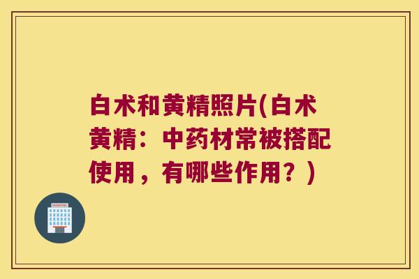 白术和黄精照片(白术黄精:材常被搭配使用,有哪些作用?) 白术和黄精照片(白术黄精:材常被搭配使用,有哪些作用?)