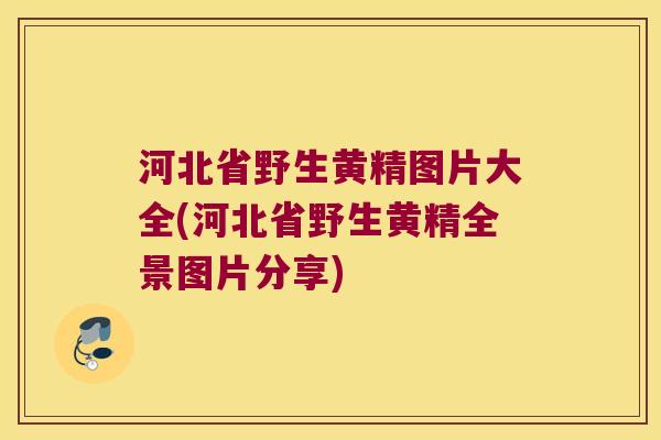 河北省野生黄精图片大全(河北省野生黄精全景图片分享) 河北省野生黄精图片大全(河北省野生黄精全景图片分享)