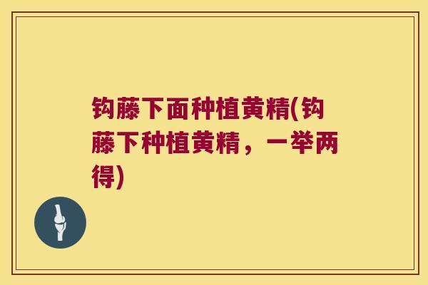 钩藤下面种植黄精(钩藤下种植黄精,一举两得) 钩藤下面种植黄精(钩藤下种植黄精,一举两得)