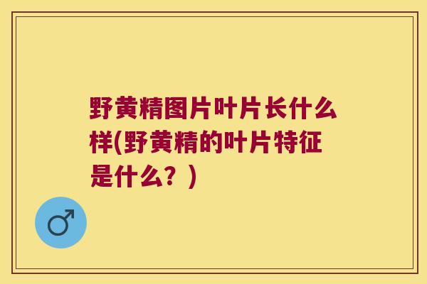 野黄精图片叶片长什么样(野黄精的叶片特征是什么？)