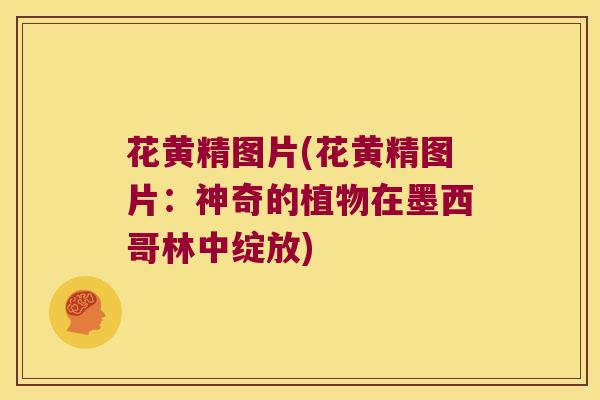 花黄精图片(花黄精图片：神奇的植物在墨西哥林中绽放)