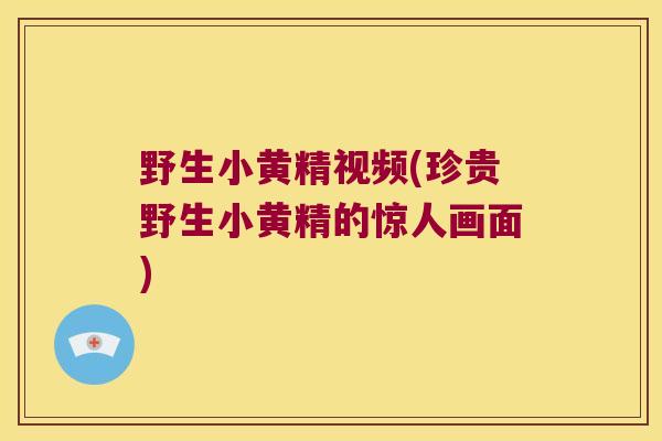 野生小黄精视频(珍贵野生小黄精的惊人画面) 野生小黄精视频(珍贵野生小黄精的惊人画面)