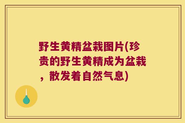野生黄精盆栽图片(珍贵的野生黄精成为盆栽，散发着自然气息)