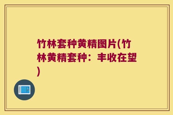 竹林套种黄精图片(竹林黄精套种:丰收在望) 竹林套种黄精图片(竹林黄精套种:丰收在望)