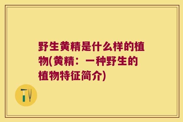 野生黄精是什么样的植物(黄精：一种野生的植物特征简介)