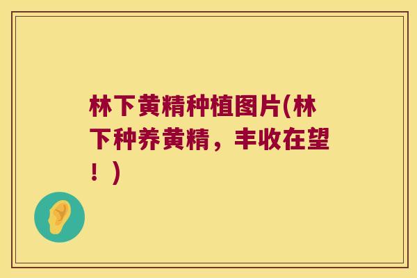 林下黄精种植图片(林下种养黄精,丰收在望!) 林下黄精种植图片(林下种养黄精,丰收在望!)