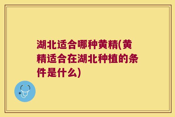 湖北适合哪种黄精(黄精适合在湖北种植的条件是什么) 湖北适合哪种黄精(黄精适合在湖北种植的条件是什么)
