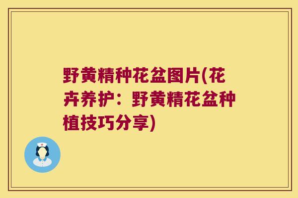 野黄精种花盆图片(花卉养护：野黄精花盆种植技巧分享)