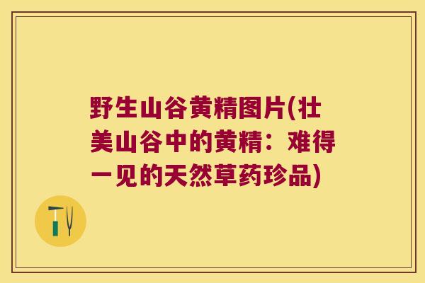 野生山谷黄精图片(壮美山谷中的黄精：难得一见的天然草药珍品)
