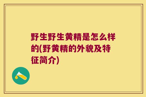 野生野生黄精是怎么样的(野黄精的外貌及特征简介)
