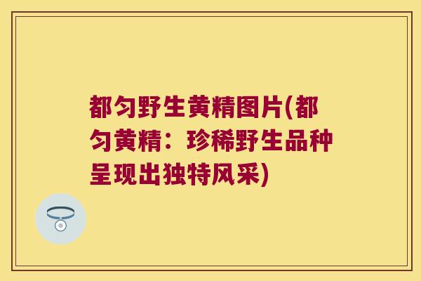 都匀野生黄精图片(都匀黄精:珍稀野生品种呈现出独特风采) 都匀野生黄精图片(都匀黄精:珍稀野生品种呈现出独特风采)