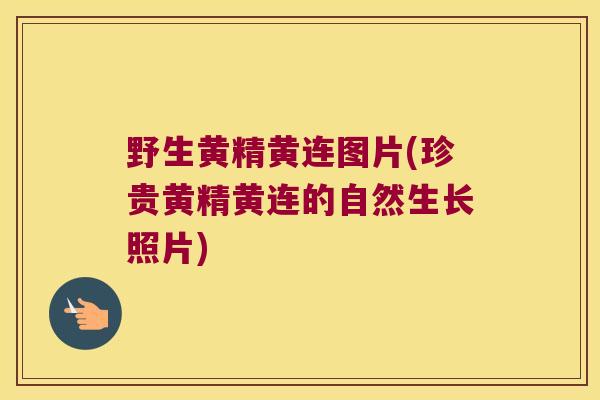 野生黄精黄连图片(珍贵黄精黄连的自然生长照片) 野生黄精黄连图片(珍贵黄精黄连的自然生长照片)