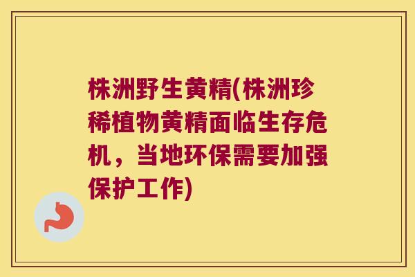 株洲野生黄精(株洲珍稀植物黄精面临生存危机,当地环保需要加强保护工作) 株洲野生黄精(株洲珍稀植物黄精面临生存危机,当地环保需要加强保护工作)