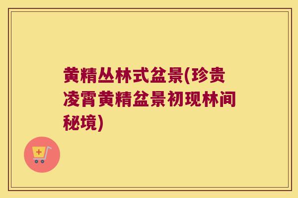 黄精丛林式盆景(珍贵凌霄黄精盆景初现林间秘境) 黄精丛林式盆景(珍贵凌霄黄精盆景初现林间秘境)