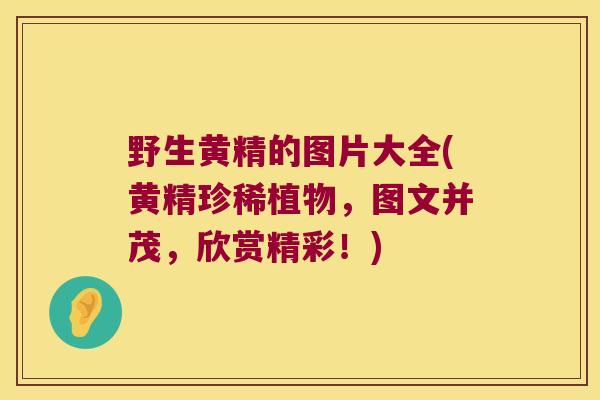 野生黄精的图片大全(黄精珍稀植物，图文并茂，欣赏精彩！)