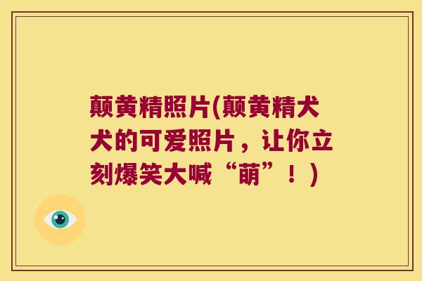 颠黄精照片(颠黄精犬犬的可爱照片,让你立刻爆笑大喊“萌”!) 颠黄精照片(颠黄精犬犬的可爱照片,让你立刻爆笑大喊“萌”!)