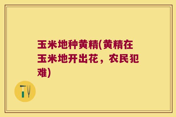 玉米地种黄精(黄精在玉米地开出花,农民犯难) 玉米地种黄精(黄精在玉米地开出花,农民犯难)