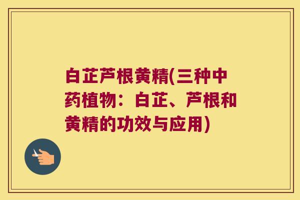 白芷芦根黄精(三种植物：白芷、芦根和黄精的功效与应用)