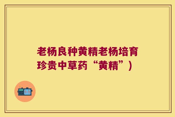老杨良种黄精老杨培育珍贵中草药“黄精”)