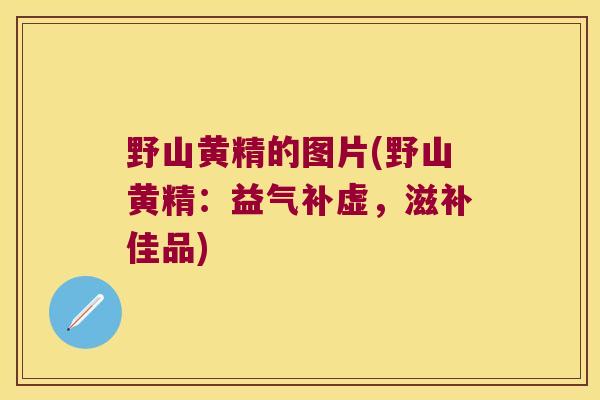 野山黄精的图片(野山黄精:益气补虚,滋补佳品) 野山黄精的图片(野山黄精:益气补虚,滋补佳品)